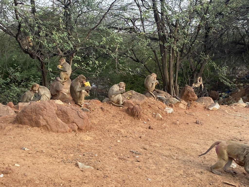 CPIFBD's tweet photo. Bhagwan Ne Agar Apko Kuch Diya Hai To Aap Bhi Dena Sikho 👌🙏

#HelpOthers
#waterforanimals
#Foordforanimals
#waterforEveryone https://t.co/XpPj6bEQkS