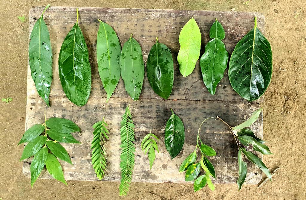 phalano's tweet image. पात चिनौं 😊 ... सबै खानेकुरा नै हुन्।
#homework #LockdownWork