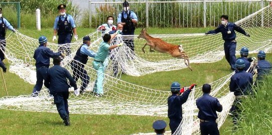 山下陽光 福岡イノシシ捕獲写真が良すぎる