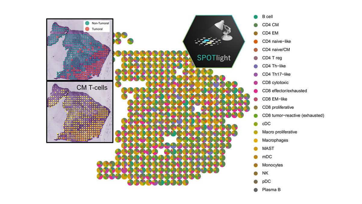 Holger Heyn (@hoheyn) on Twitter photo READY FOR PRIME TIME! Proud to present:
SPOTlight: Seeded NMF regression to Deconvolute Spatial Transcriptomics Spots with #singlecell Transcriptomes
Advancing Digital Patholgy w/ #ST #visium <a href="/10xGenomics/">10x Genomics</a>.
biorxiv.org/content/10.110… READY FOR PRIME TIME! Proud to present:
SPOTlight: Seeded NMF regression to Deconvolute Spatial Transcriptomics Spots with #singlecell Transcriptomes
Advancing Digital Patholgy w/ #ST #visium <a href="/10xGenomics/">10x Genomics</a>.
biorxiv.org/content/10.110…
