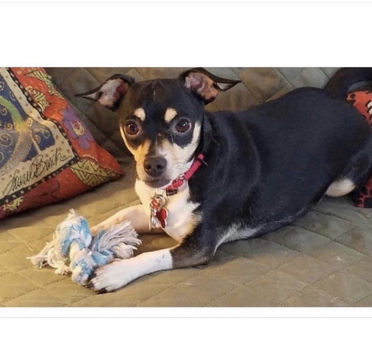 Name:  SOPHIA TOEPFER 2
Born:  About November 2016 (we think)
Breed:  Dachshund/Chihuahua mix (we think)

For adoption information please go to joyfulrescues.org