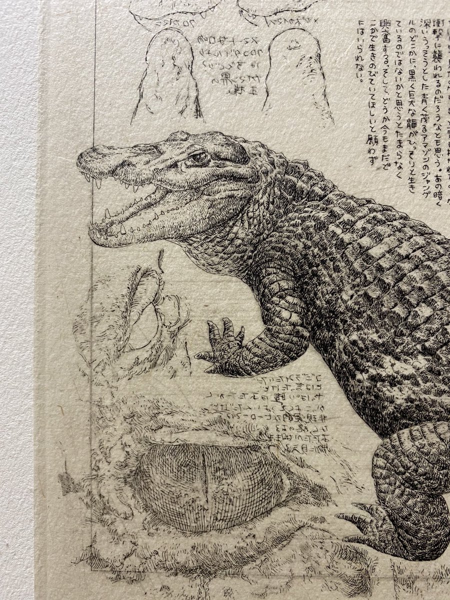 あめみや 10 12 銀座で個展 クロカイマンの鼻面はとてもユニークな形してる気がするんですけど T Co Yhpohipqur Twitter