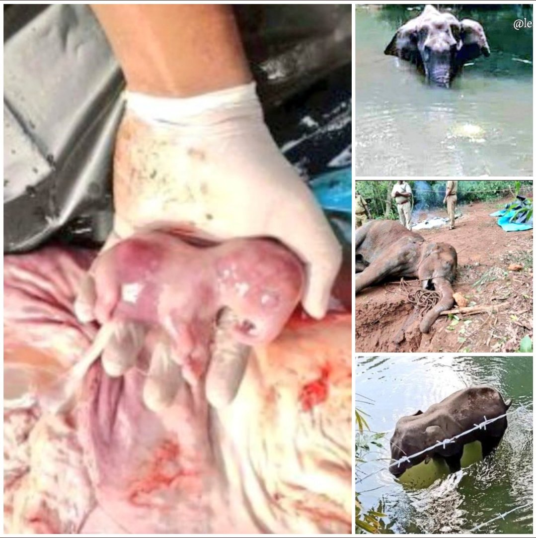 sandipandas_001's tweet photo. 😔😔😔

Take immediately action against the culprit by @CMOKerala who fed the cracker filled pineapple to the innocent elephant .
#elephantkerala  #KeralaElephantMurder #JusticeForElephant https://t.co/XkmzrMxFiK