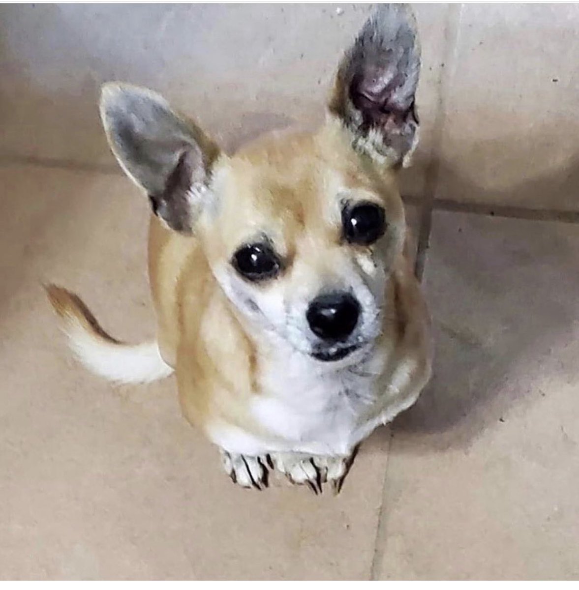 Name:  JUDE 
Born:  About December 2016 (we think)
Breed:  Chihuahua mix (we think)

Cute. Fun. Playful. Wonderful with other dogs. Fine with cats. 
For adoption information please go to joyfulrescues.org