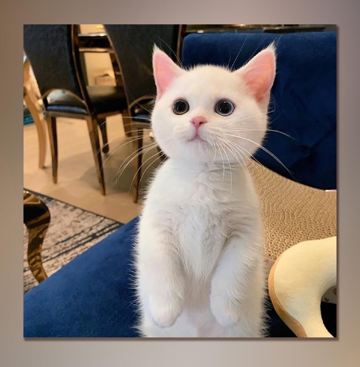 pethinker's tweet photo. My sweet baby ❤️

#CatsOfTwitter #Cats #CatsOfTheQuarantine  #Caturday #CuteCats #Kittens #love #StayHome #catitalia #catlovers https://t.co/6iT4LoV7n3