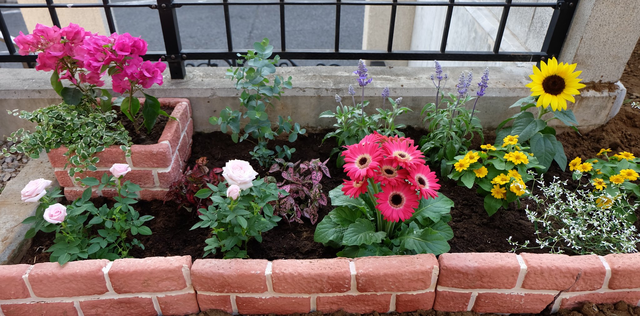 Twitter 上的 凪 ひろきみ花壇 始めよう 今回植えたのは ガーベラ 花言葉 常に前進 ミニ薔薇 蔵馬 メランポジウム シーモア ヒマワリ ゴッホ 胡瓜草 三日月 勿忘草で代用 曼珠沙華 百鬼丸 芍薬 お嬢 ひろきみ全般 も植えていきたいな どんぐりの木は Twitter 上的 凪 ひろきみ花壇 始めよう 今回植えたのは ガーベラ 花言葉 常に前進 ミニ薔薇 蔵馬 メランポジウム シーモア ヒマワリ ゴッホ 胡瓜草 三日月 勿忘草で代用 曼珠沙華 百鬼丸 芍薬 お嬢 ひろきみ全般 も植えていきたいな どんぐりの木は