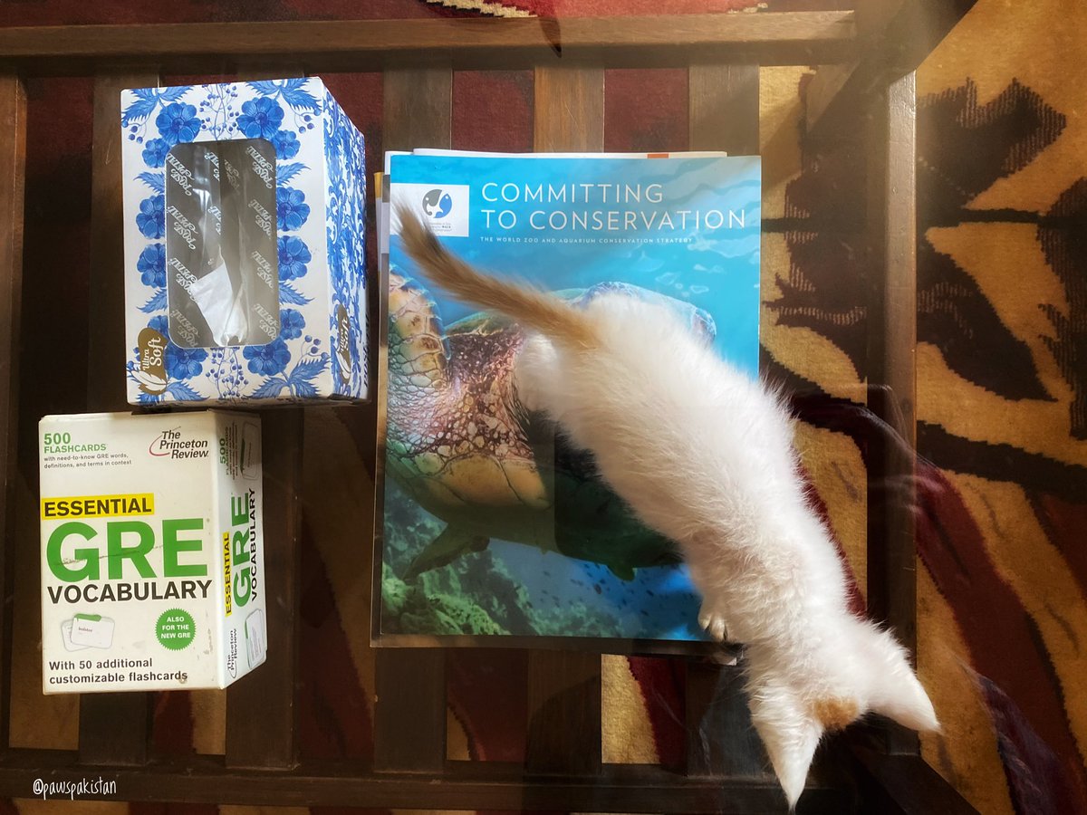 pawspakistan's tweet photo. Lilly is committed to conservation. The GRE, not so much. #calicolife https://t.co/dIe7fC0Zxh