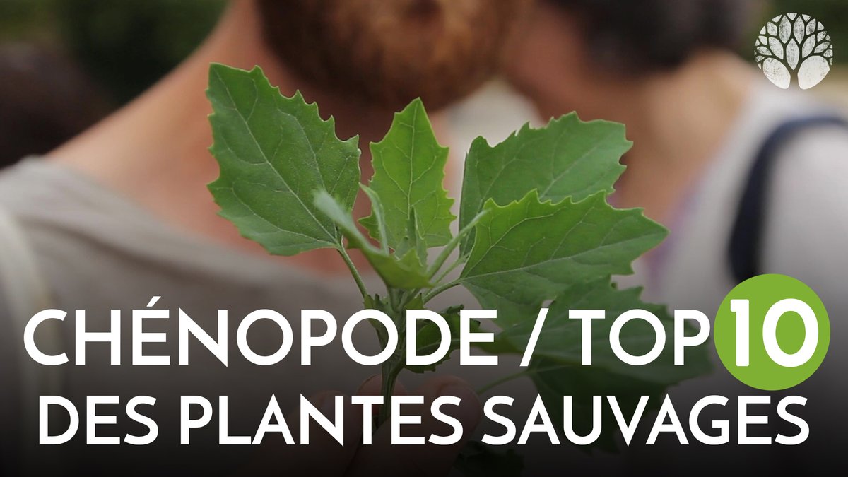Le Chemin De La Nature On Twitter Connaissez Vous Le Chenopode