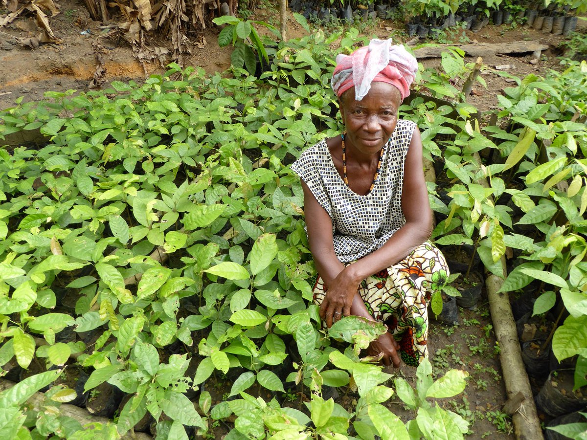 Our new project with @Golarainforest in #SierraLeone is working with forest-dwelling farmers who wish to make a living out of #cocoa whilst protecting their surrounding biodiversity: bit.ly/2Y3vCJ2 @UKAidDirect @Natures_Voice @divinechocolate @DivineChocUSA @FairtradeUK