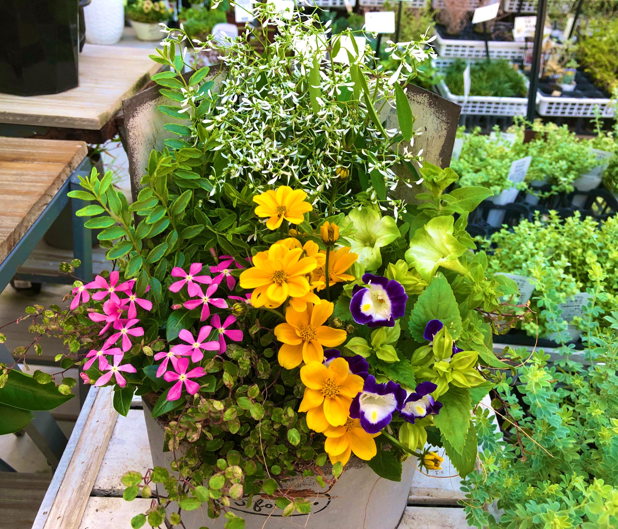 おれんじ にょ 寄せ植えつくりました その17 寄せ植え ブリキ鉢 ユーフォルビア フェアリースノー ロニセラ レモンビューティー ペチュニア クリームソーダ 日々草 夏花火 トレニア ワイヤープランツ スポットライト ビデンス ゴールデン