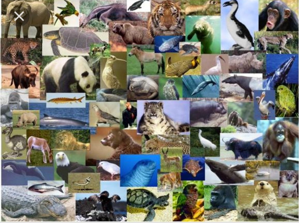 Сокращение видового разнообразия животных. Биологическое разнообразие. Биологическое разнообразие фото. Оскудение биологического разнообразия. Уменьшение биоразнообразия.