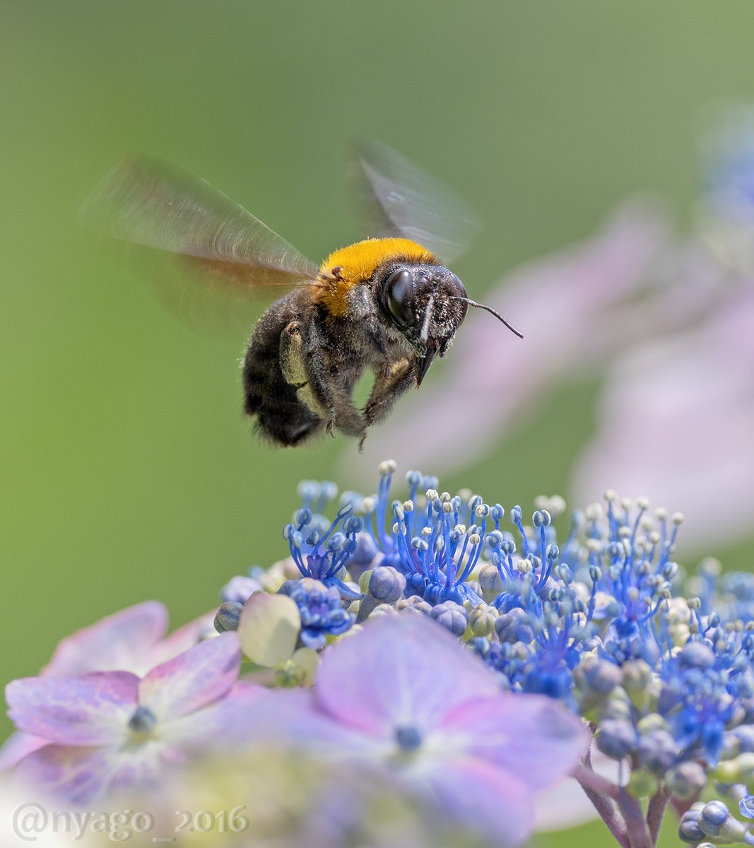 Nyago アジサイ の花と葉に来てた 虫 さんたち クマバチ 飛翔 蜂 ハチ Bee ホソヒラタアブ クロウリハムシ 紫陽花 Hydrangea 花 Flower 虫 昆虫 Insect 虫の日