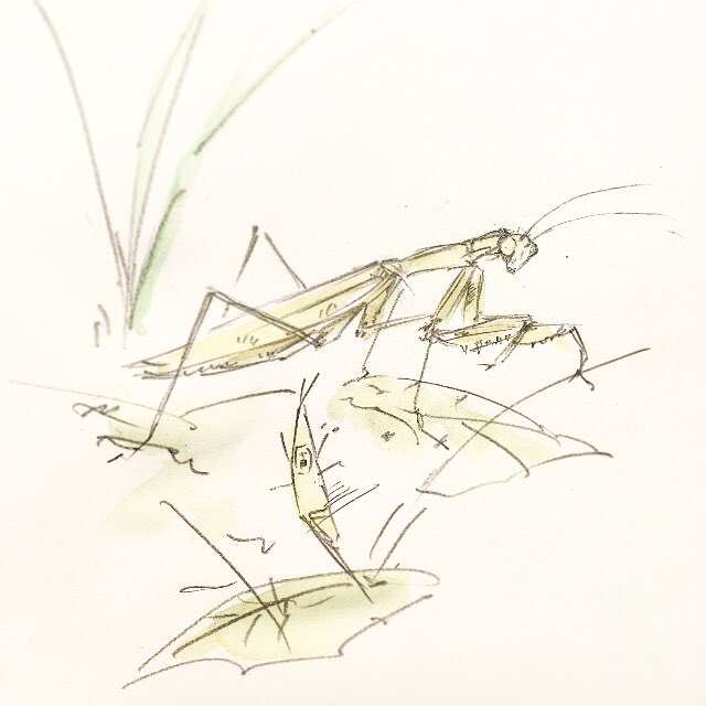 「虫の日。 」|じゅえき太郎のイラスト