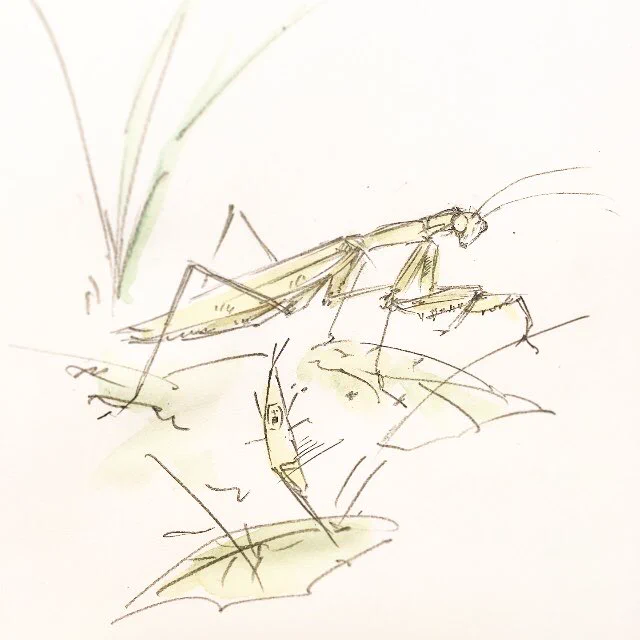 虫の日。 