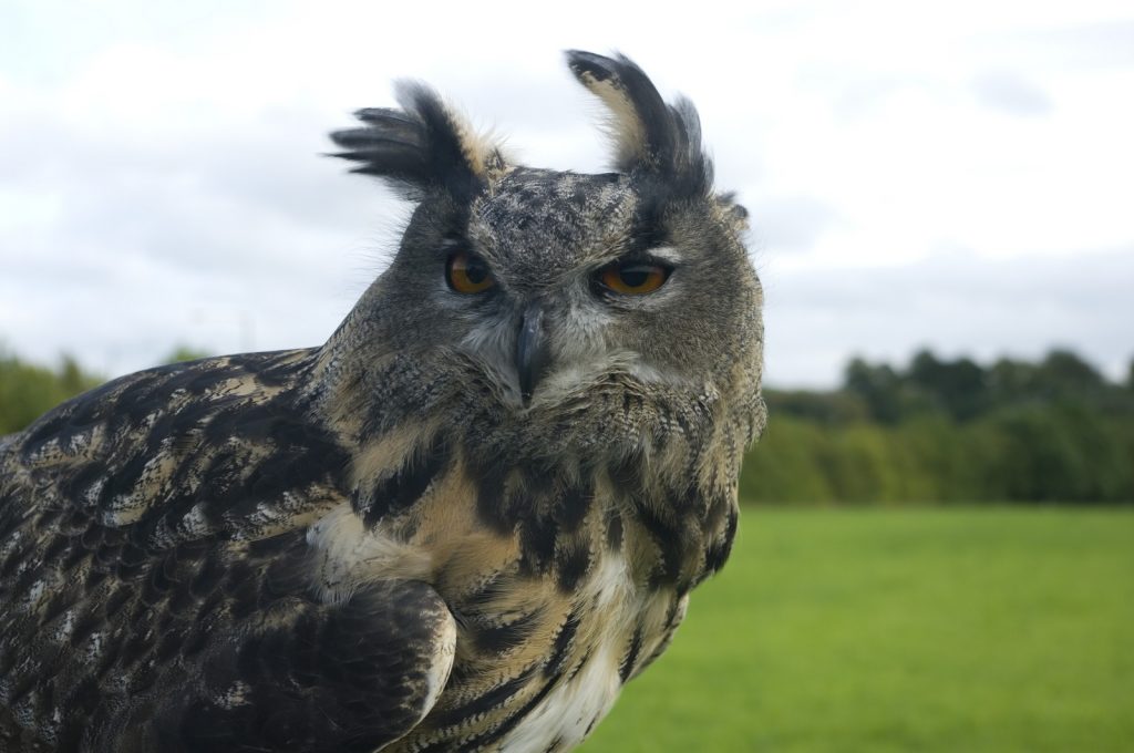 Please sponsor or donate to support our much loved birds and animals. NEW! In light of COVID-19 we are developing a range of sponsorship packages to help support our much loved birds and animals in our zoo collection. #falconry #meerkats #zoo #sponsorship

valeroyalfalconry.com/sponsorship-pa…