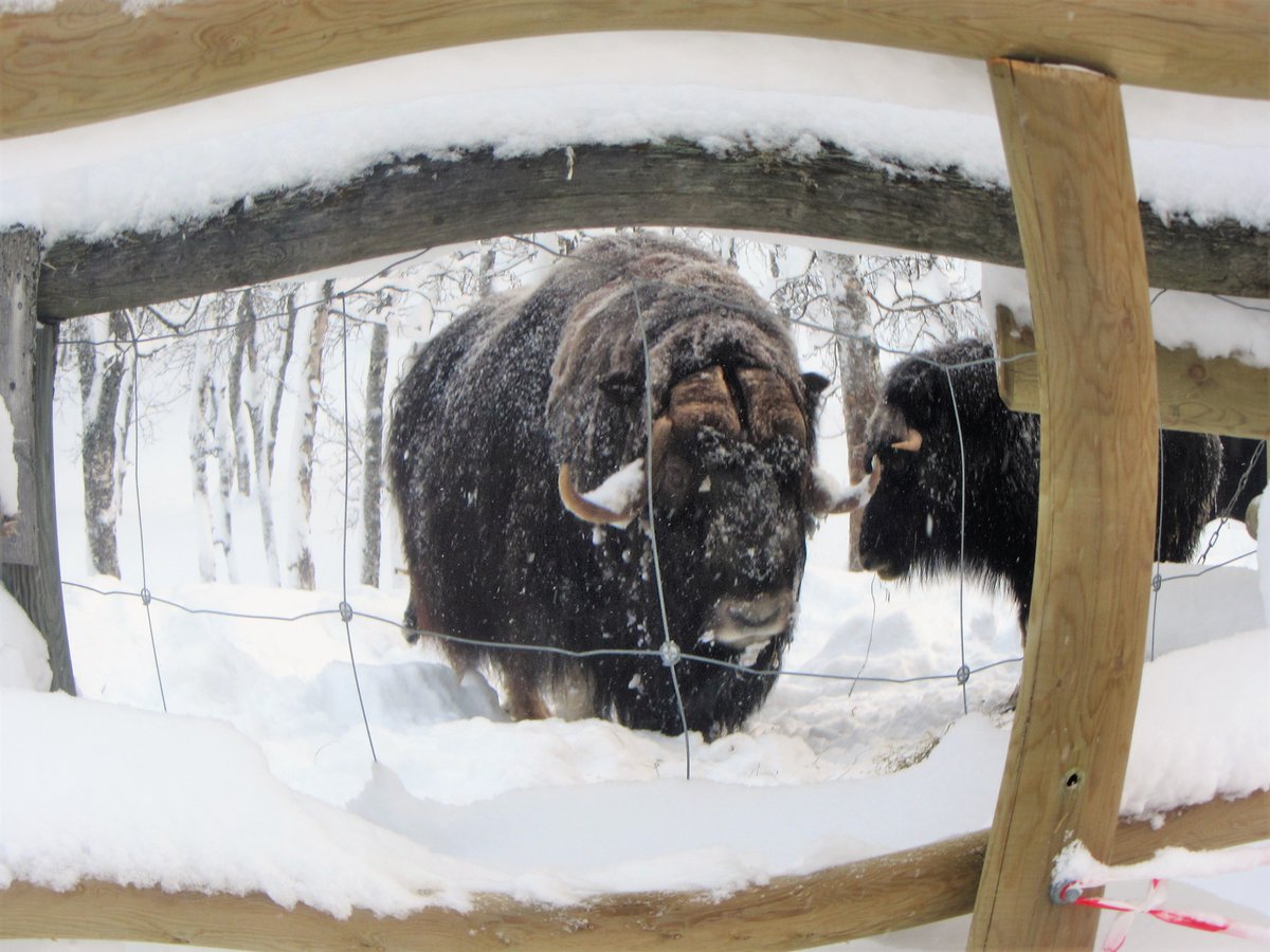 ThCityandBeauty's tweet photo. Une expérience magique et inoubliable au Polar Park à  à Tromso 😸😎
https://t.co/wVhZ6Lnfqf
#naturelovers #artic #polarcircle #norway #zoopolaire #polarzoo #bardu #salangsdalen #polarpark #moose #muskox #moskus #articwildlifecenter #bjørn #Bears #wolfvisit #voksnegauper #gauper https://t.co/KPsKkBQtHJ