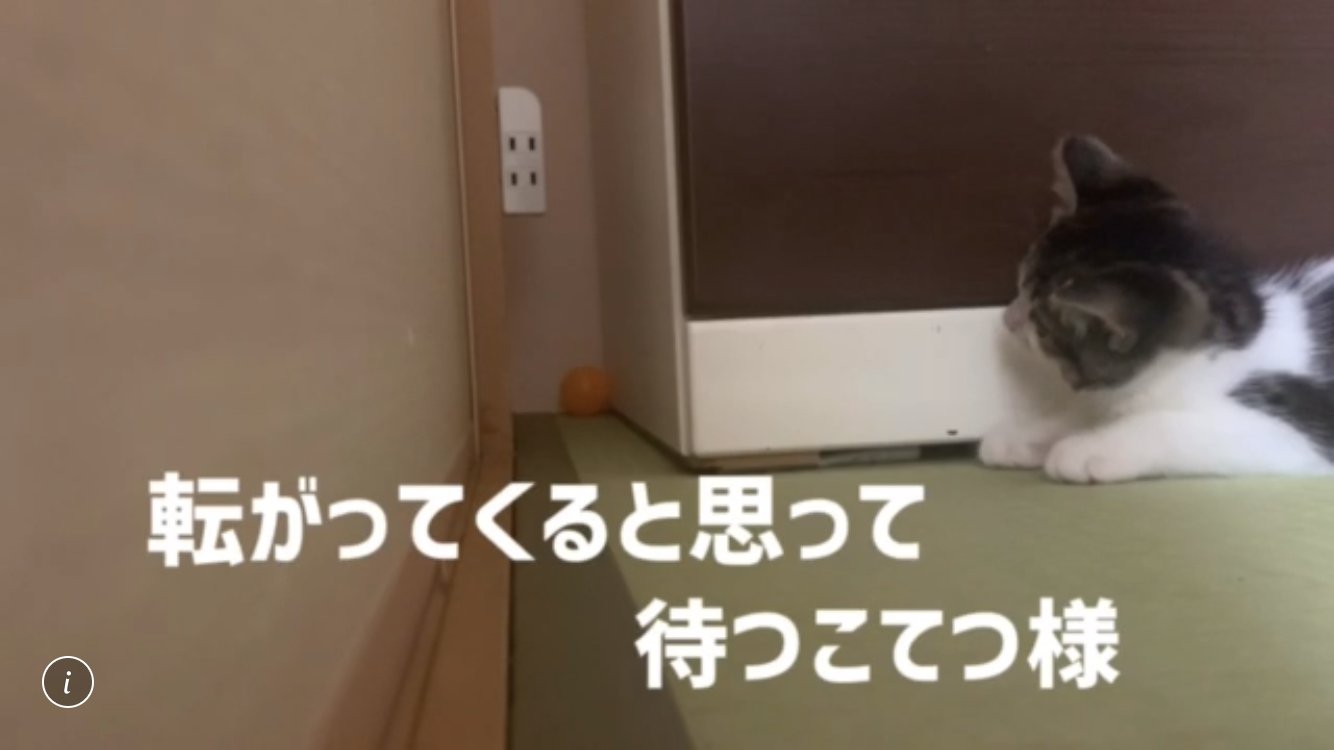Follow スコティッシュ こてつの部屋 S Sukotettsu Latest Tweets Twitter
