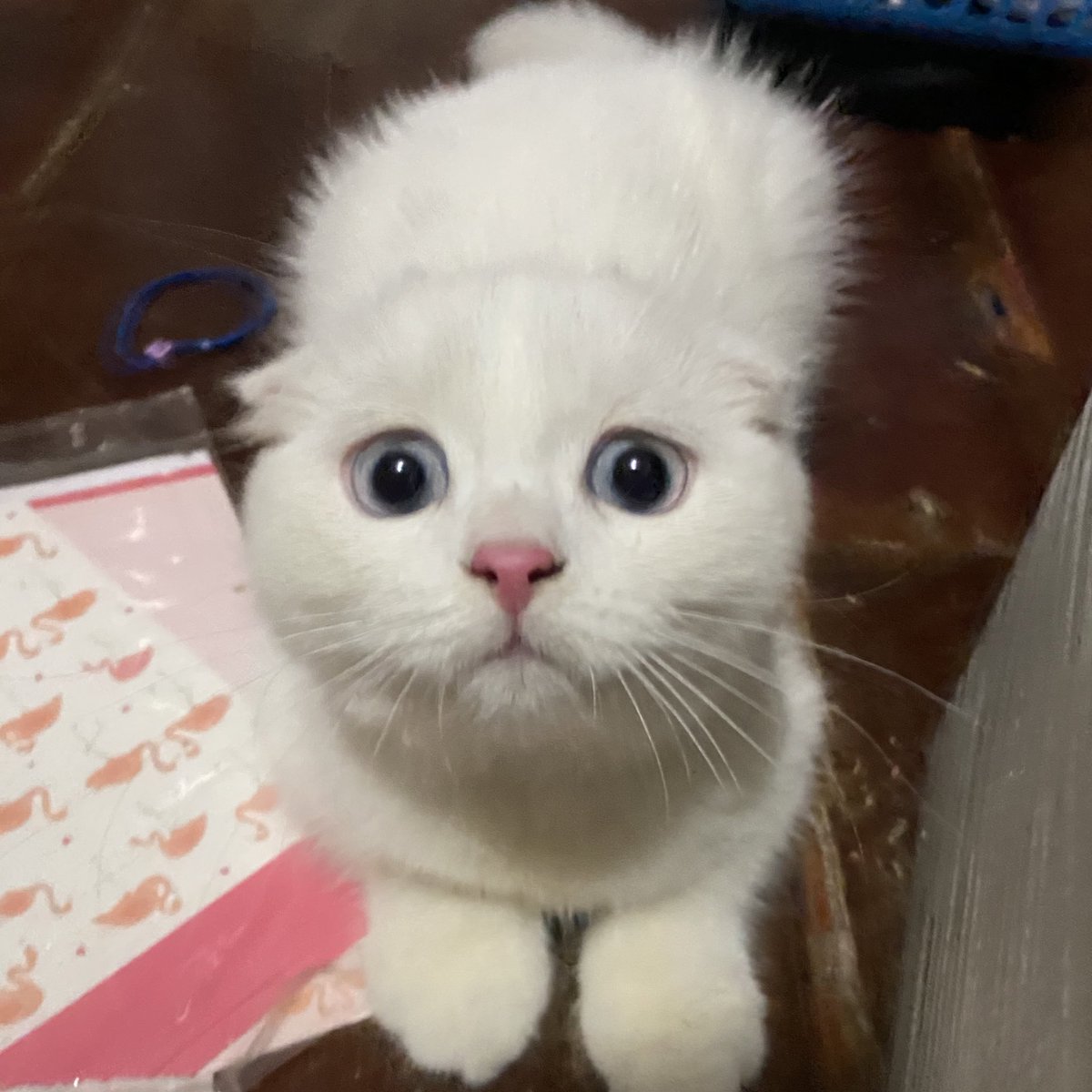 ૮꒰˵• ﻌ •˵꒱ა tweet media