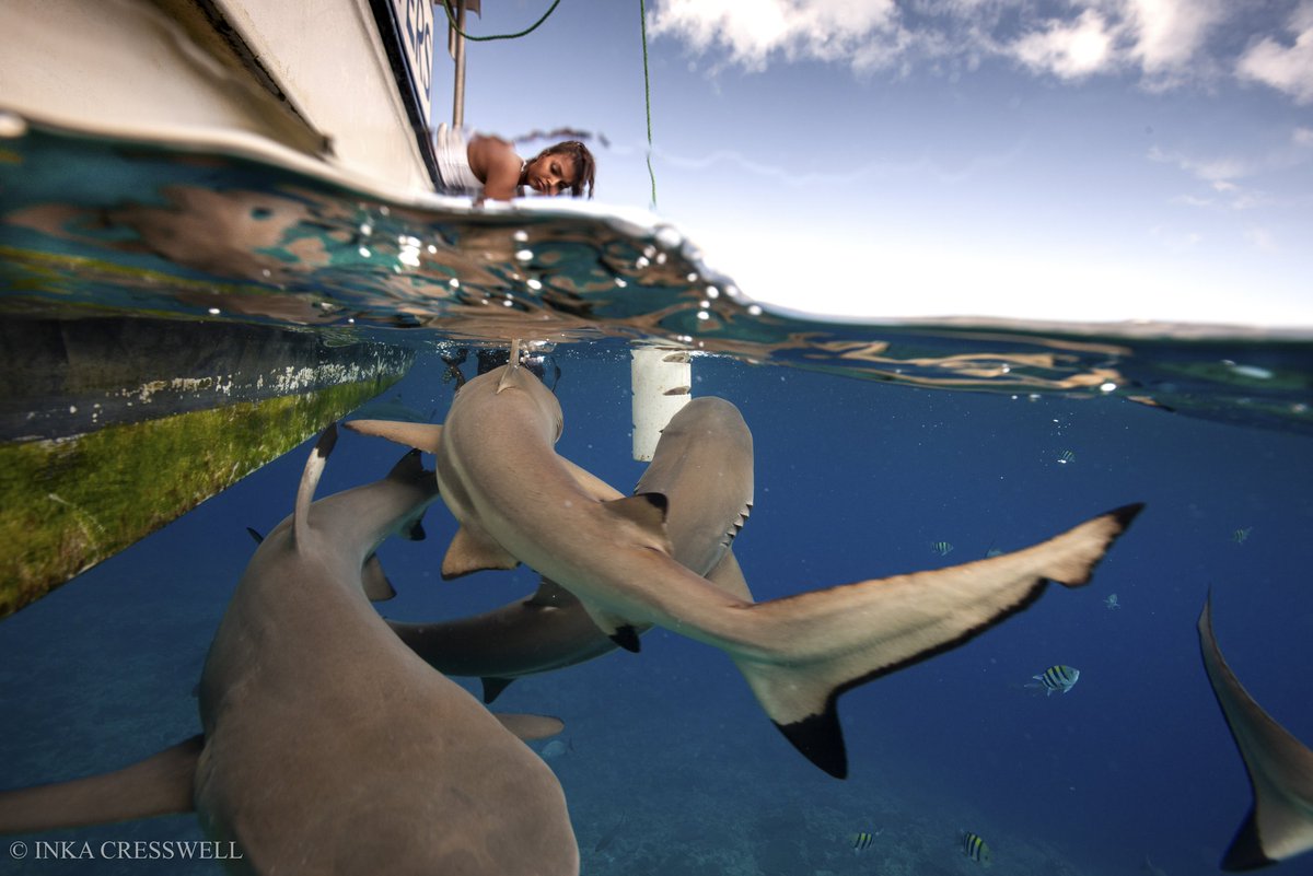 Inka Cresswell tweet media