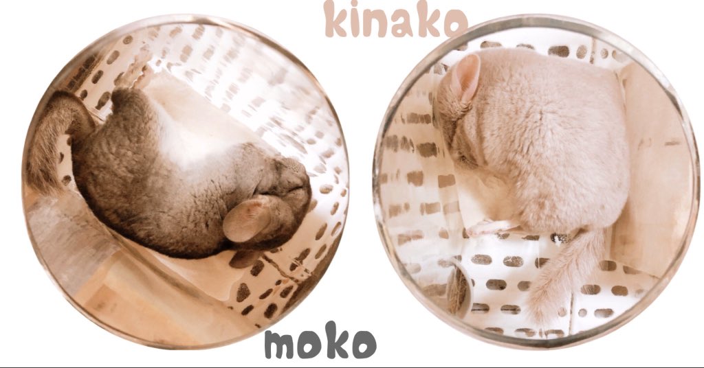 きなこもこ (@moco_kinaco) / Posts / X