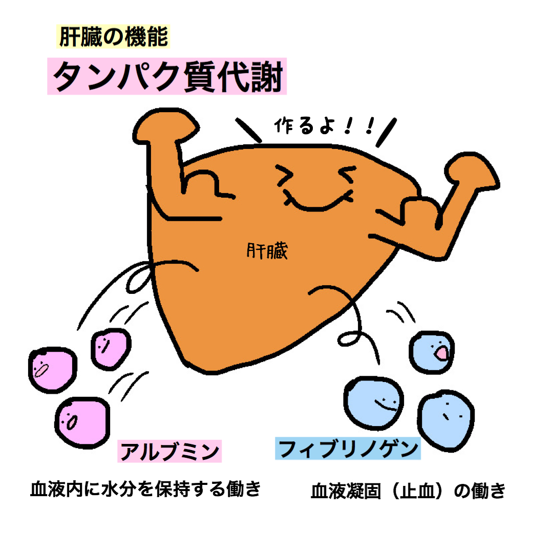 もちゆきナース En Twitter 肝臓の機能 タンパク質の代謝 肝臓の機能はたくさんあります なんとか回路とか なんとか代謝とか よくわかんない と後回しにしがち そんな時は難しいことは置いといて イラストで簡単にイメージを掴んじゃいましょう