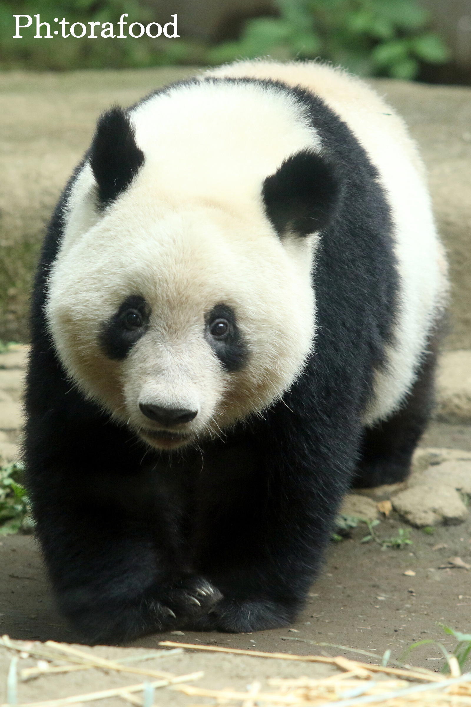 虎フード 今まで撮ったパンダの 正面ドカン ショット 19年7月9日撮影 シャンシャン 香香 え 真正面 とは言い難い 取り敢えずは暫定での ドカン ショット 準ドカン かな 上野動物園 パンダ シャンシャン T Co Xlguqc2fge