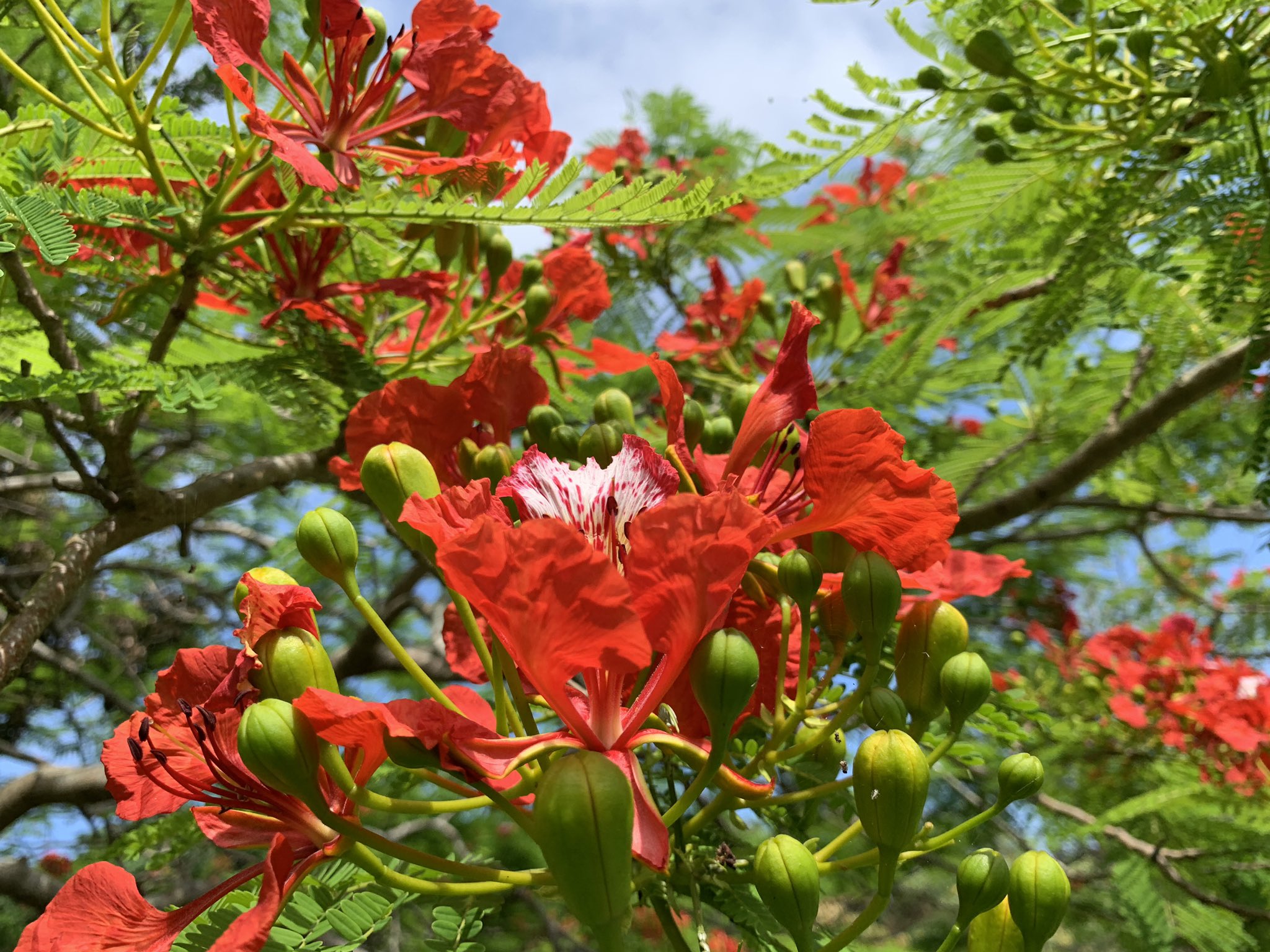 なーはいばい 鳳凰木 ホウオウボク の花言葉 は 臆病な愛 内気 永遠 など カエンボク ジャカランダ と合わせて世界の三大花木と称されているらしい オジギソウに似た涼しげな葉と対照的に立派な 花 かつては首里に ジャカランダ も