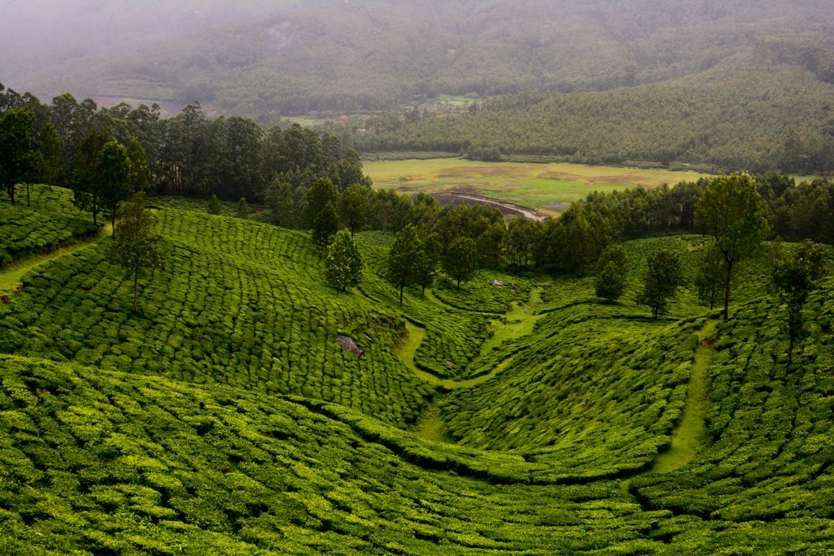 Hills of Tea, Munnar, Kerala, India
mariamarkatos.smugmug.com/PhotoContests/…

#kerala #keralaindia #munnar #munnarteaplantation #hillcountry #hillsofindia #magicalindia #discoverindia #exploreindia #indiatravelgram #indiatravel #greenhills #mountains #colorfulindia #beautifulindia #travelindia