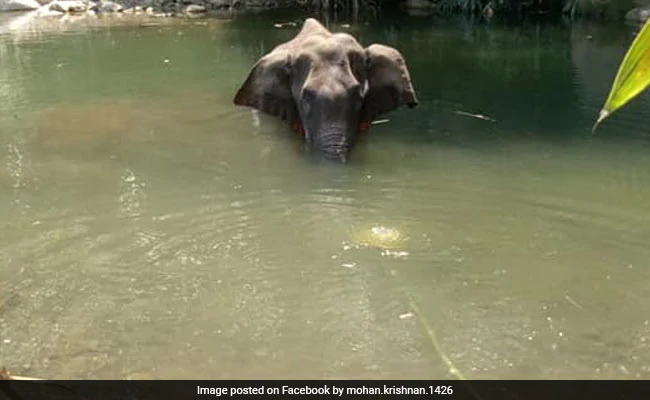 ndtv's tweet photo. "3 suspects," says Kerala Chief Minister Pinarayi Vijayan on killing of pregnant elephant: 10 points https://t.co/AWKdkKd36j https://t.co/VPYagQe3hY