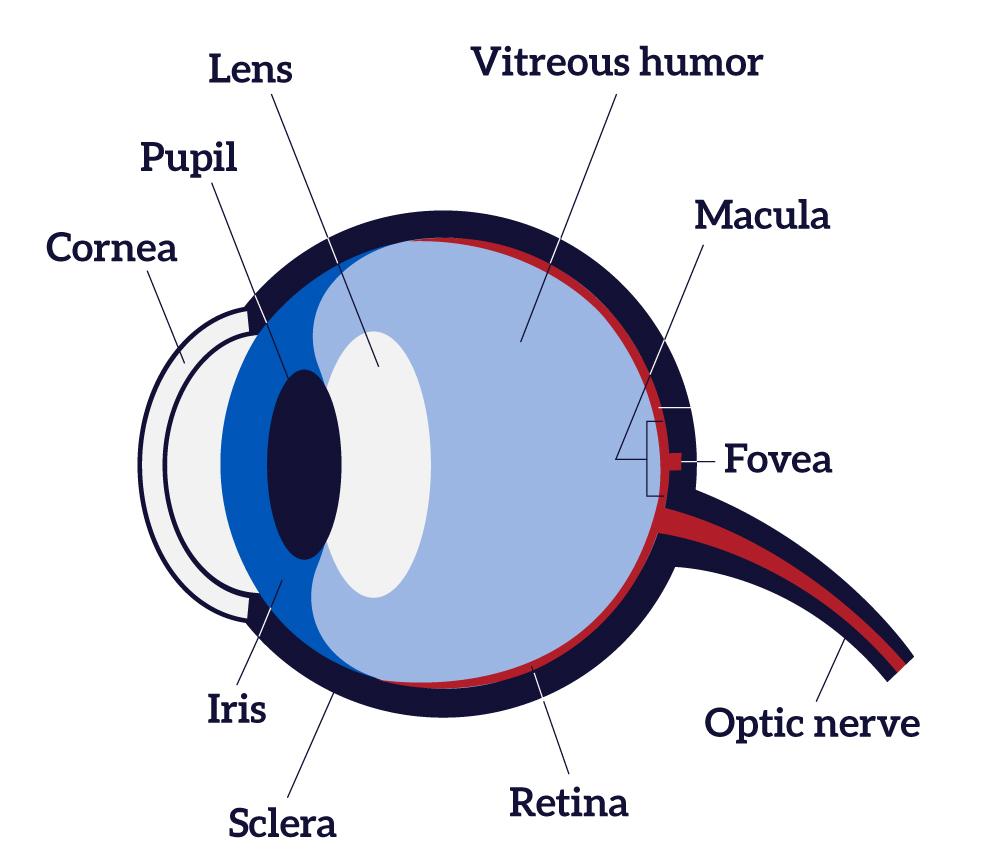 IrisID's tweet photo. There is still a lot of confusion between iris recognition and retinal scans. Our latest blog takes another stab at explaining the difference between the two technologies. https://t.co/wD2h8Ntc15 #irisrecognition #retinalscans #biometrics https://t.co/82WxRPMvwv