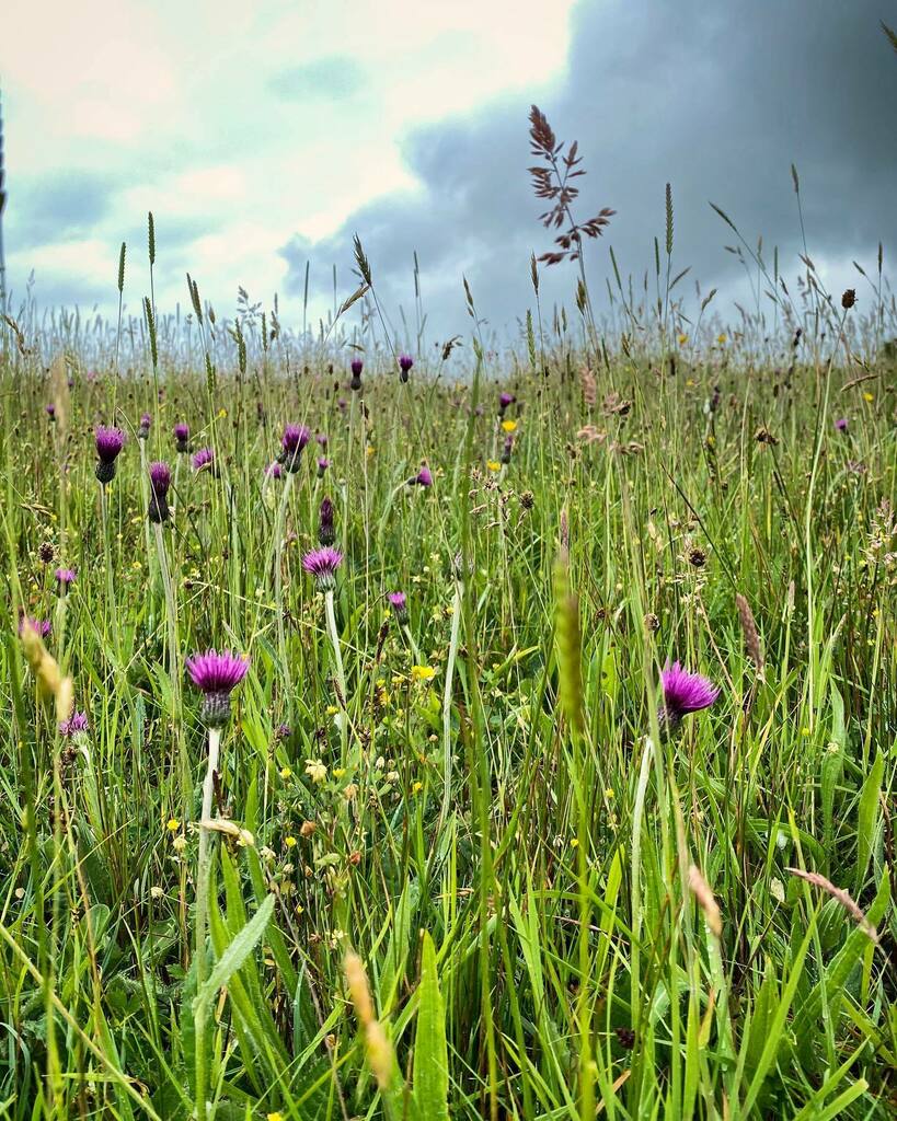 farmerpaula's tweet photo. Beautiful meadow thistle have burst into flower all over Dillings our ancient hay meadow #yesterday #rain #ancienthaymeadow #meadowthistle #orchids #buttercup #redclover #hayrattle #preciousenvironment #nature #culm #permenantpasture #regenerativefarming… https://t.co/BI03QCTeEg https://t.co/cnb4Tu849d