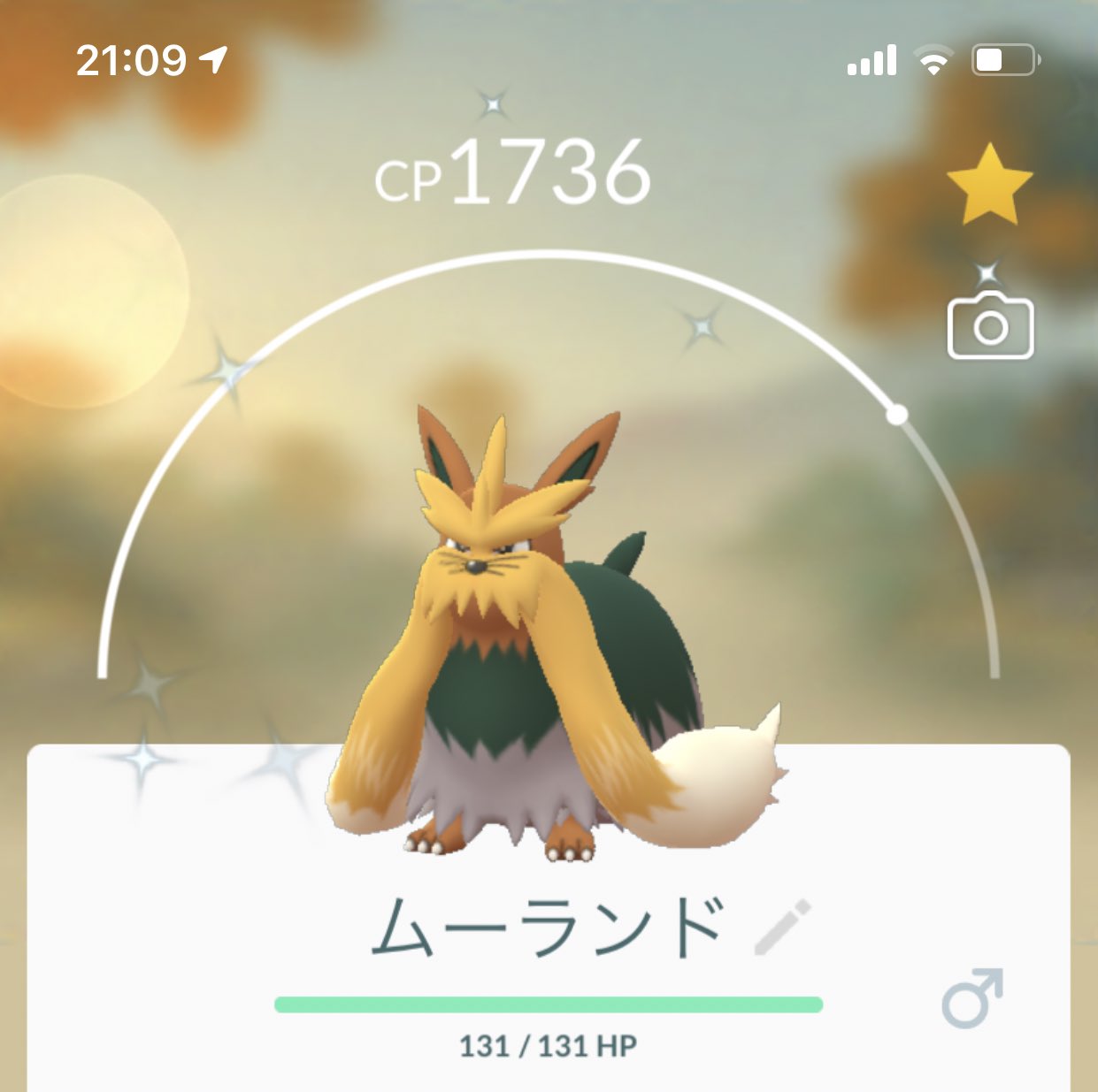 Neunoi シャイニーヨーテリー 2匹目だったので ハーデリアからムーランドへ進化させてみました ポケモンgo T Co Pzalzzswpq Twitter