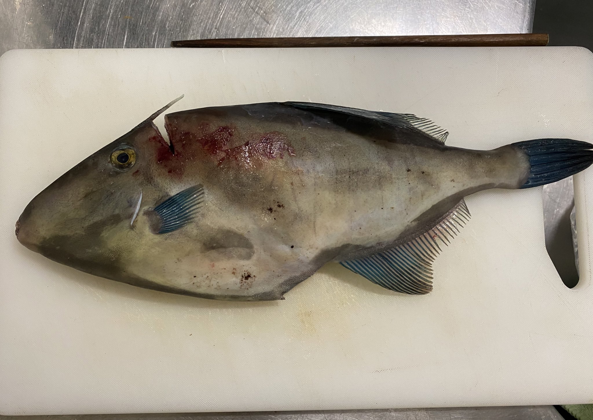 정궁주 三神亮 スーパーにカワハギ売ってたんで買って捌いた 肝醤油の旨さたるや言葉も出ない アラは唐揚げにした T Co Y4f3npz0f8 Twitter