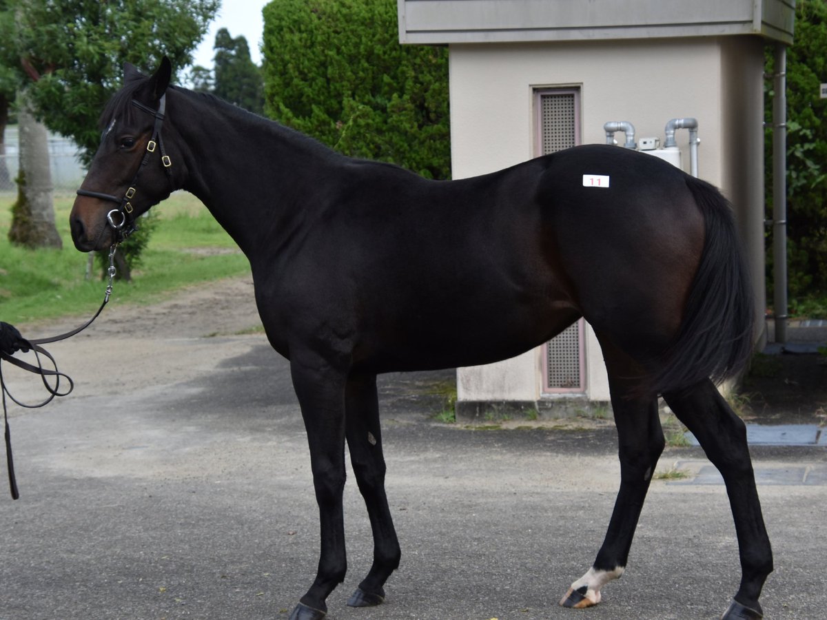 東浅香山親方 九州産馬ヨカヨカ 父スクワートルスクワート 母ハニーダンサー が福永騎手で6月13日 土 阪神でデビューとのこと 小倉の九州産馬限定新馬戦 今年は2クラ ではなく 余裕を持ってひまわり賞に参戦するローテーションでしょうか 九州