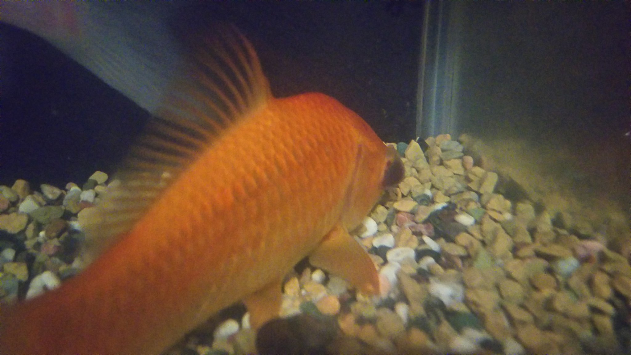 黄金の魚✼33枚全131話 魚澤 على X: 