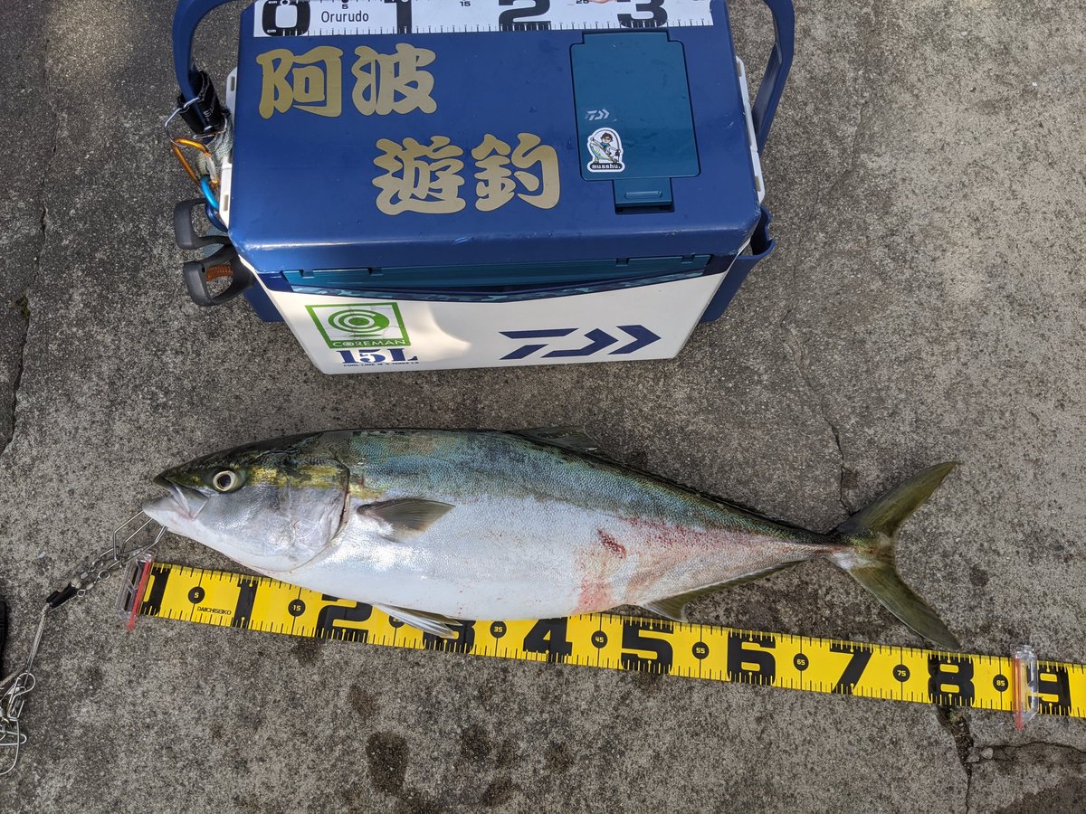 umebosi5's tweet photo. この竿とリールを買った時から入魂はブリで!と決めていたのでジグをしゃくり続けることができました!ありがとうございます(^q^)
#81cm
#ブリ
#コルトスナイパーxr1000mh
#ステラsw6000xg https://t.co/U0pAbdI2Bv