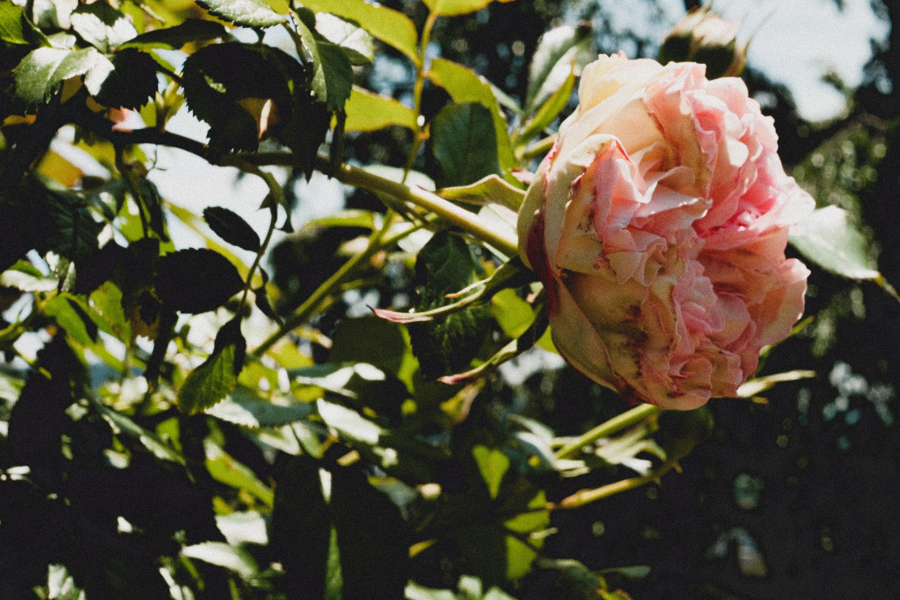 綺麗な薔薇には棘がある Twitter Search Twitter