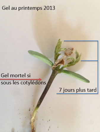 Comme observé 1 et 2 juin 2020  #Lanaudière, votre #soya a-t-il été touché de façon localisée par un #gelpartiel et non mortel  au stade V1? Si oui, ça pourrait être un des facteurs + pour ↗ rendement = $$$/acre 😉 IMP Faire un suivi avec votre rep #distributeur <a href="/Prograin_inc/">Prograin</a>