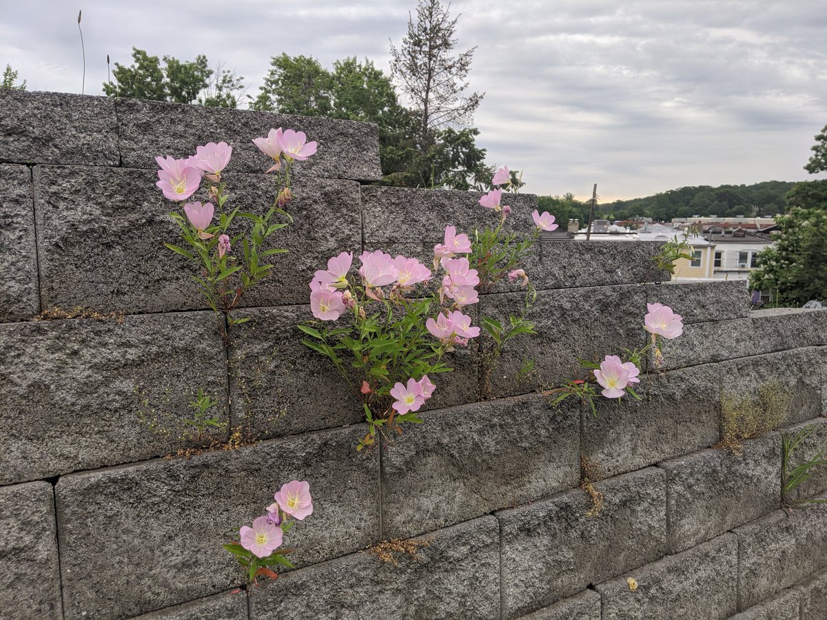 The "landscaping" crew came by and got rid of the wallflowers. They were nice while they lasted!  – bei  Youth Services Center