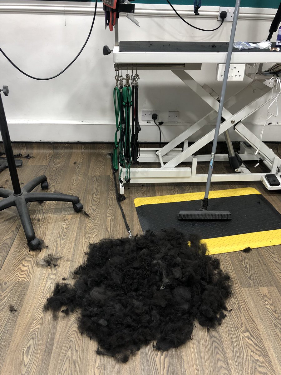 This little girl was so overdue, after a season &amp; lockdown 21 weeks! But her volunteer @hearingdogscheshire did an amazing job of keeping her brushed through - what a star! 

From shaggy monster to elegant poodle - little Beatrix is definitely transformation of the month!!