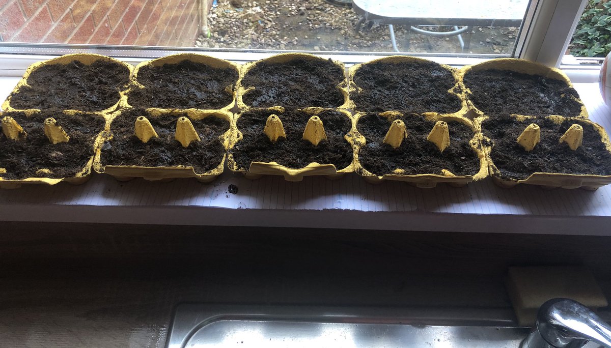 Planted about 40 sunflowers, one of these has surly got to grow! 
#greenfingers #sunflowers #growingflowers #gardening