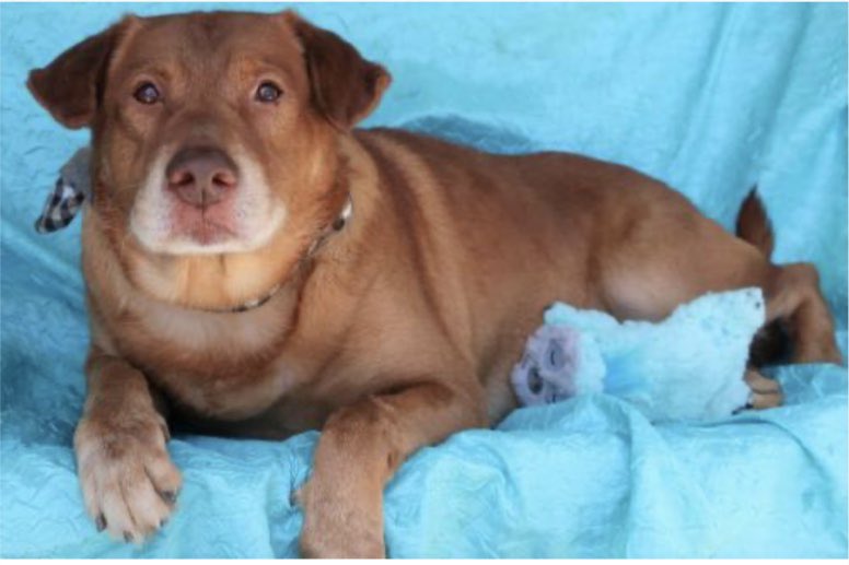 Name:  DJ MAPLE
Born:  About April 2011
Breed:  Yellow Lab mix (we think)

Shy and guarded because prior human did not expose to outside world. Looking for a home with another confident dog. Fenced yard required. 
For adoption information please go to joyfulrescues.org