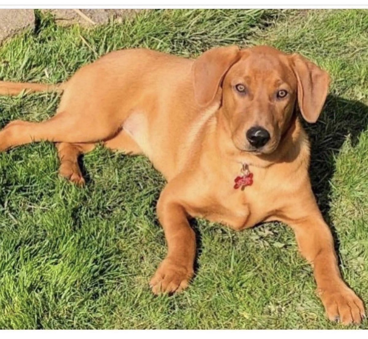 Name:  HAZEL SHELISSA DENNIS 
Born:  About December  2019
Breed:  Retriever/Hound mix (we think)

Happy. Healthy. Well socialized. 
For adoption information please go to joyfulrescues.org