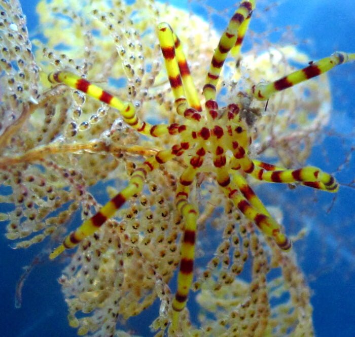 Pseudopallene variabilis Another shallow water Australian species. This has actually been established as a species complex, meaning there are likely several closely related species in the area that look very similar, but the distinctions between them have not been explored.