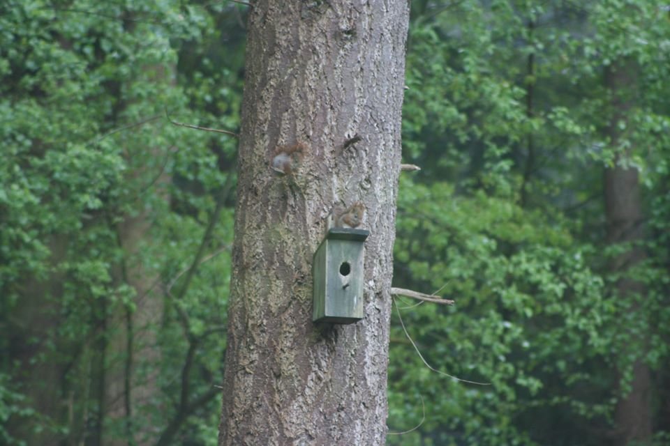 We hebben veel #gasten uit het #bos mogen ontvangen, nu mogen we weer gasten uit het hele land ontvangen. Kom #logeren midden in het bos.
