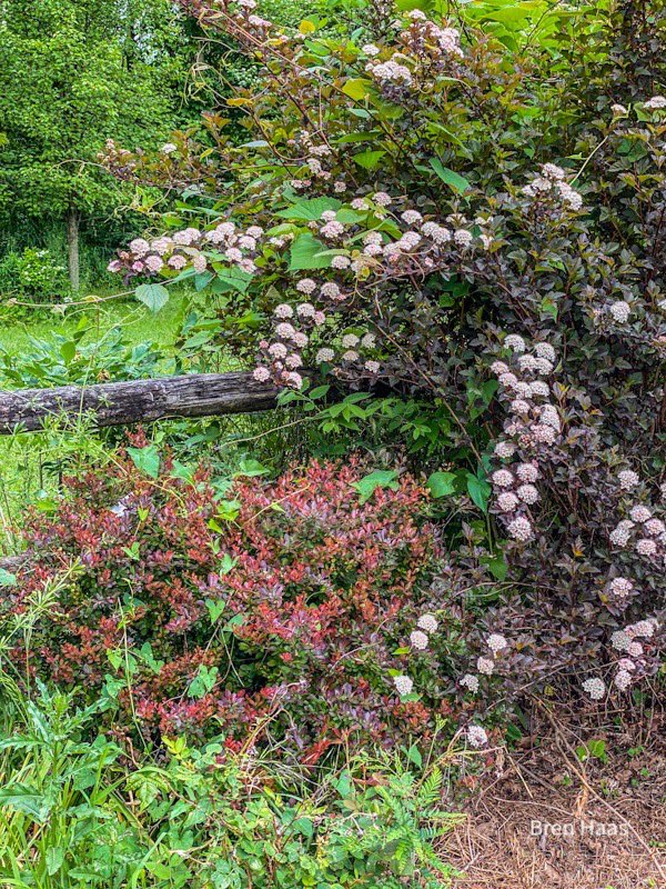 BrenHaas's tweet photo. Oh man... another area I need to tackle this week.  I am going to start weed trimming around my shrubs - mulch.  The perennials in a few of these beds are getting moved. https://t.co/Ei4wwcWCNA