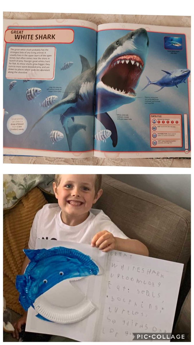 Rhys yn creu ffeil ffeithiau am siarciau. Wnaeth copïo'r ffeithiau allan o'i hoff lyfr  'Sharks and other deadly ocean creatures'  @MrsDJones3