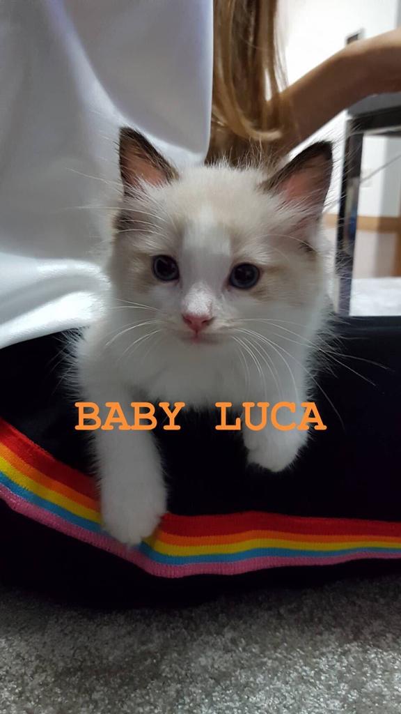Baby LUCA is so pretty. 

Happy Birthday  to our LISA\s Luca, the second cat. 