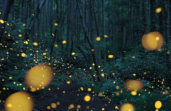 WATCH: Every year, tourists swarm to the Great Smoky Mountains National Park to watch millions of fireflies light up the forest. This year, it's all recorded on video and everyone's invited. 
 bit.ly/3crVweX