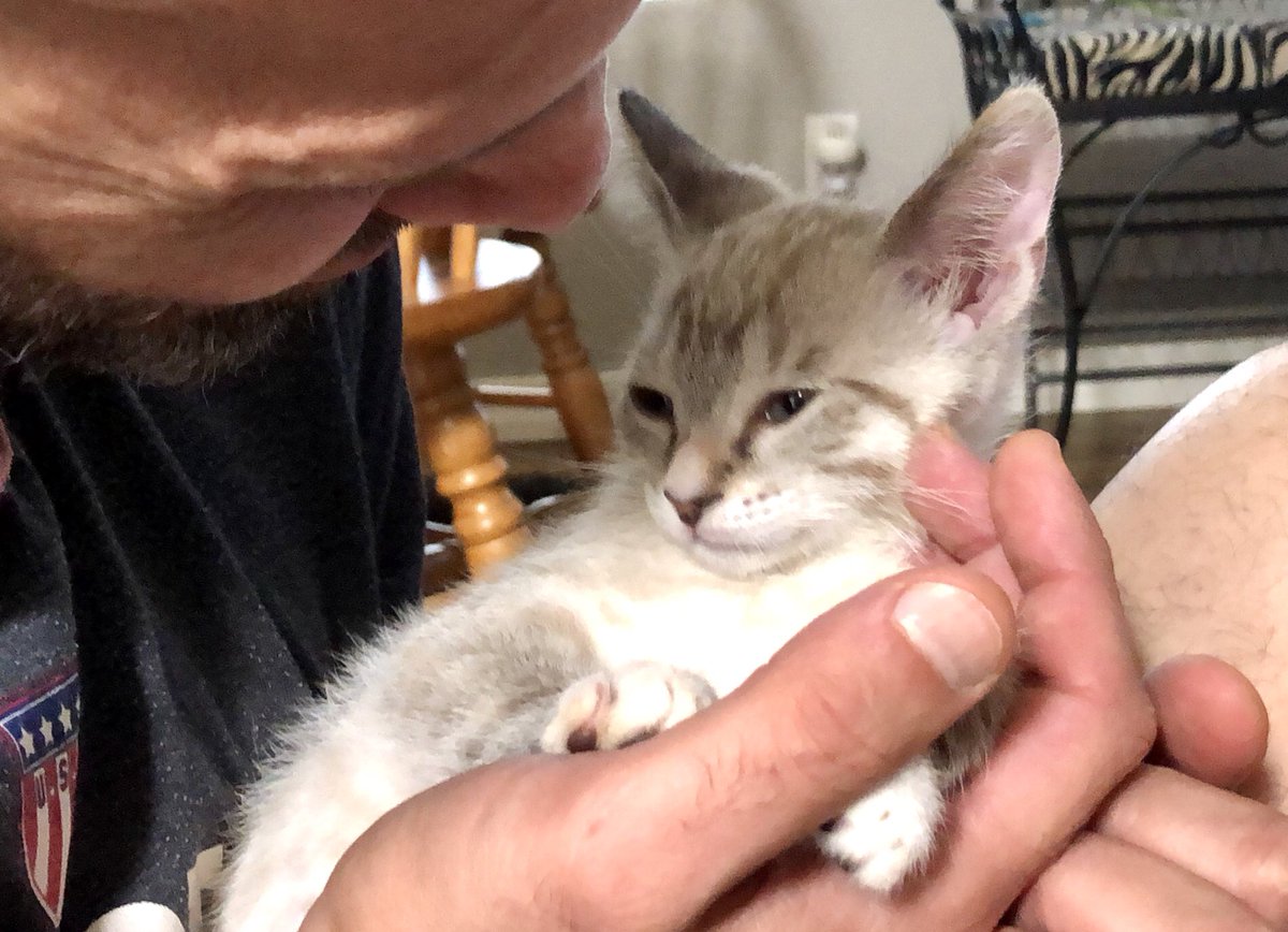 Save the Cats Arizona (@SaveTheCatsAZ.bksy.social) tweet media